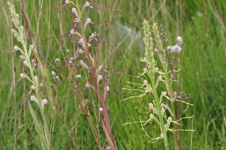 Himantoglossum adriaticum albino